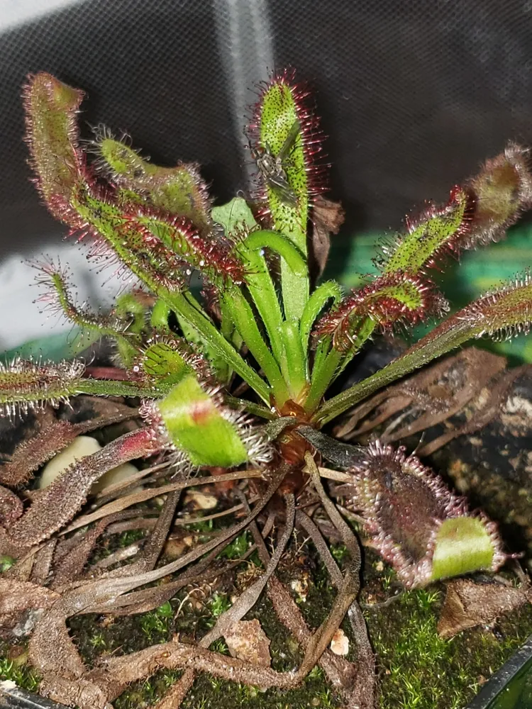drosera capensis plant showing characteristic features