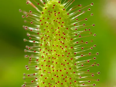 thumbnail drosera capensis