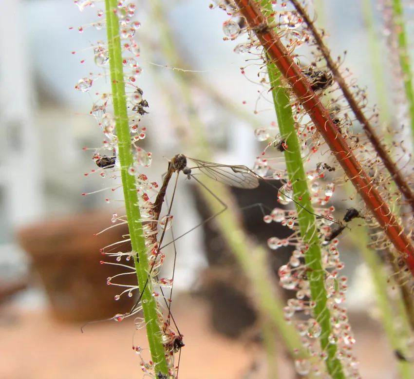 drosera filiformis plant showing characteristic features