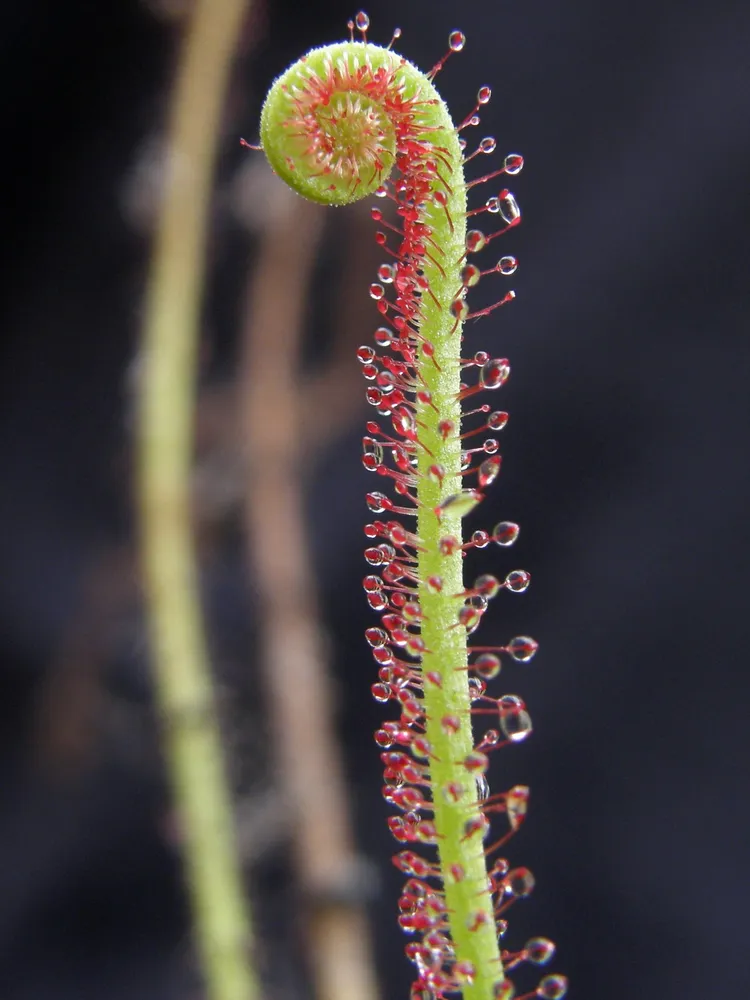 drosera filiformis plant showing characteristic features