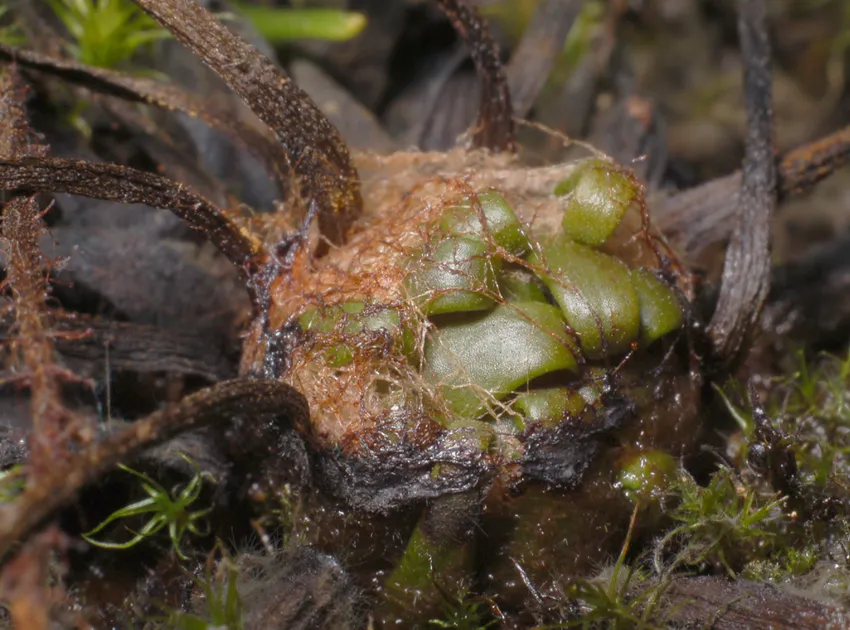 drosera filiformis plant showing characteristic features