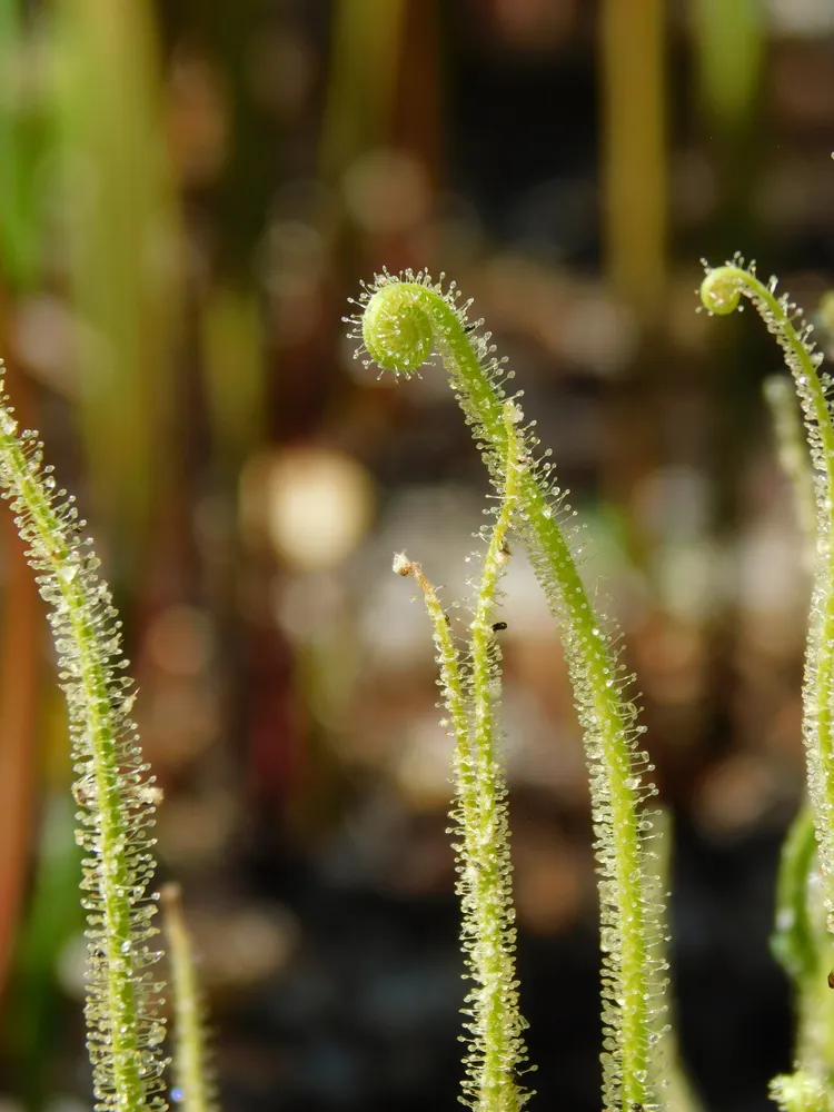 drosera filiformis plant showing characteristic features