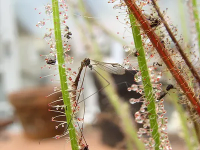 thumbnail drosera filiformis