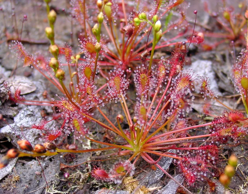 drosera intermedia plant showing characteristic features
