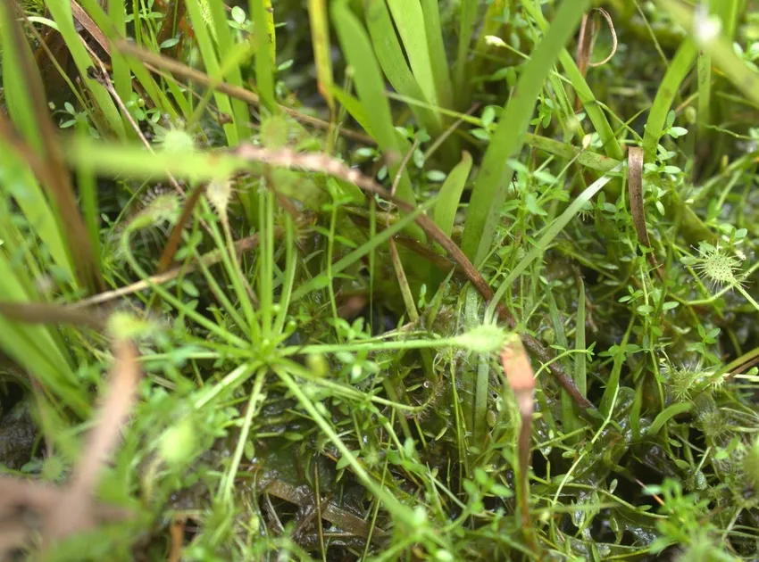 drosera intermedia plant showing characteristic features