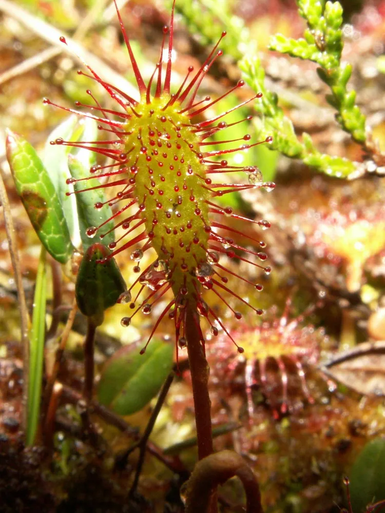 drosera intermedia plant showing characteristic features
