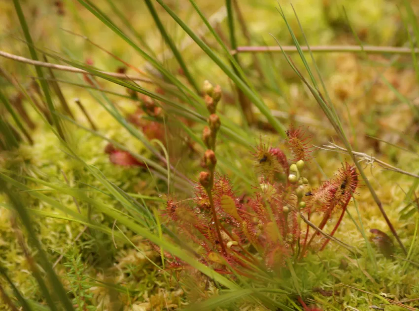 drosera intermedia plant showing characteristic features