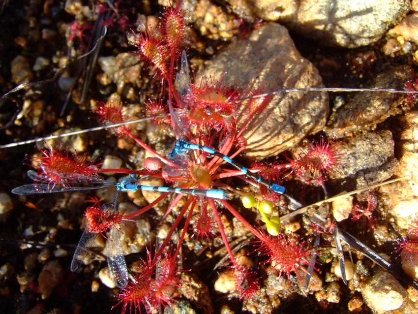 drosera intermedia plant showing characteristic features