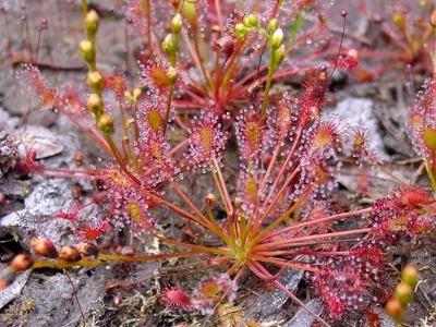 thumbnail drosera intermedia