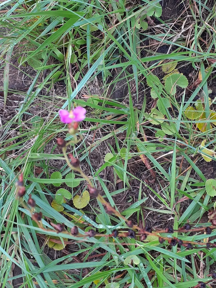 drosera natalensis plant showing characteristic features