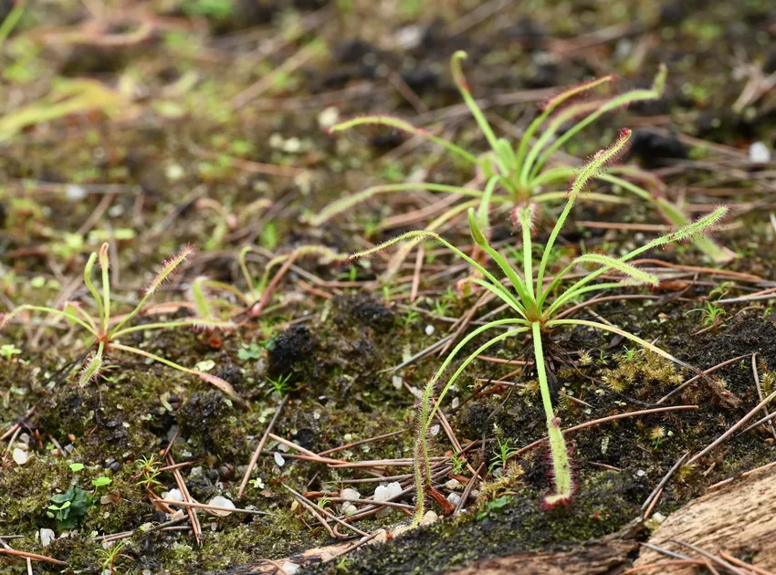 drosera natalensis plant showing characteristic features