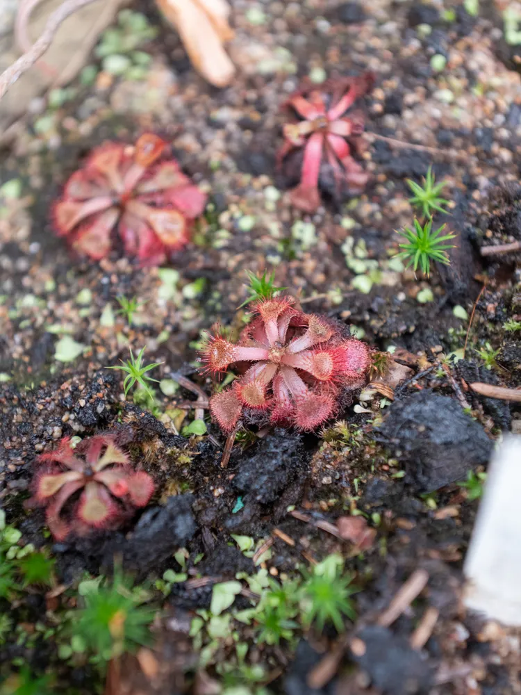 drosera natalensis plant showing characteristic features