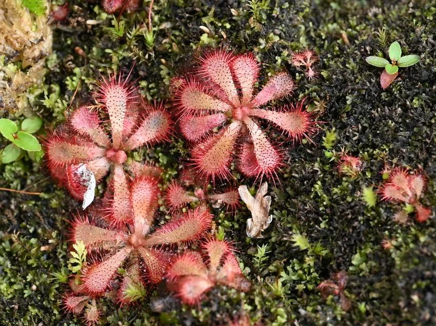 drosera natalensis plant showing characteristic features