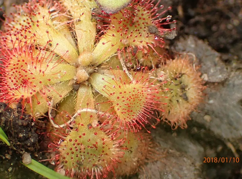 drosera natalensis plant showing characteristic features