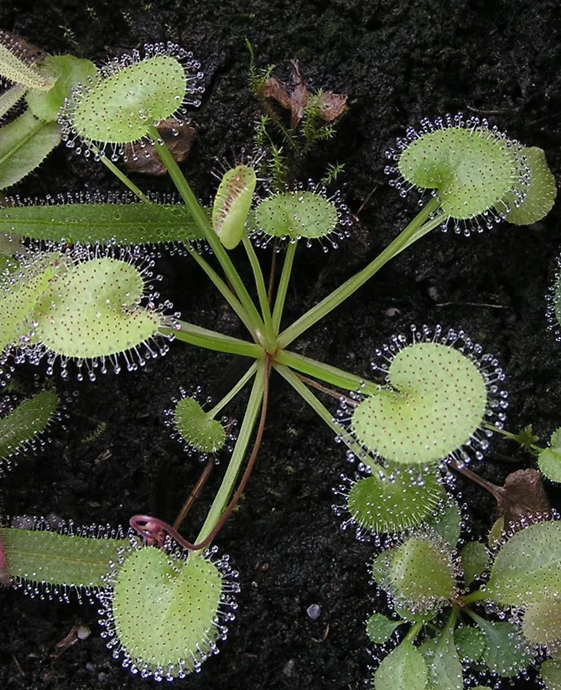 drosera prolifera plant showing characteristic features