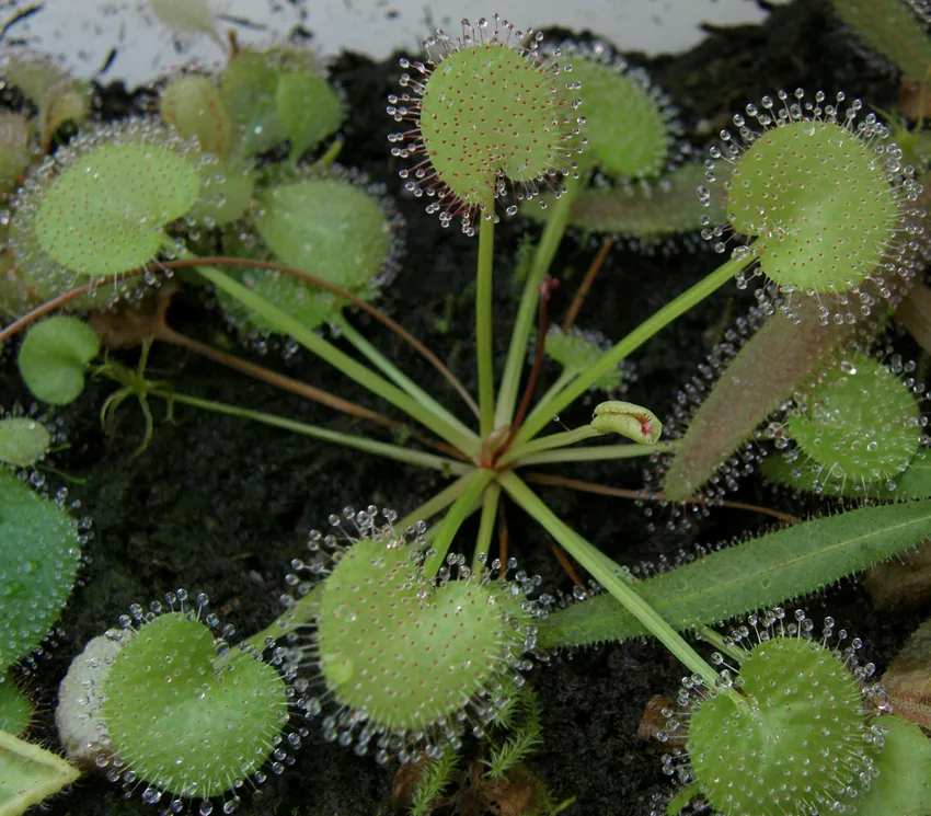 drosera prolifera plant showing characteristic features