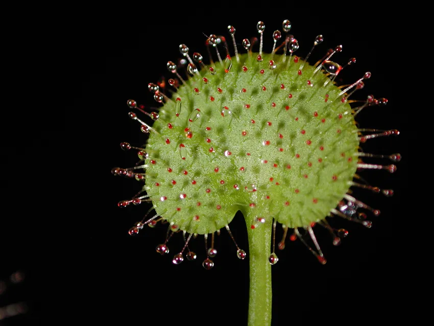 drosera prolifera plant showing characteristic features