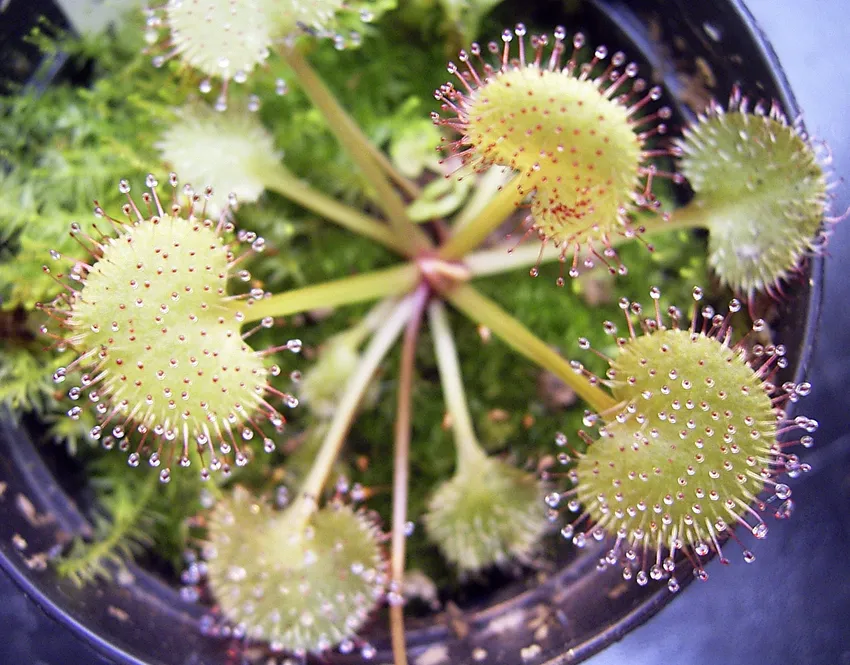 drosera prolifera plant showing characteristic features