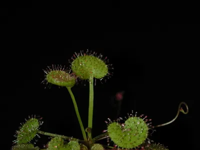 thumbnail drosera prolifera