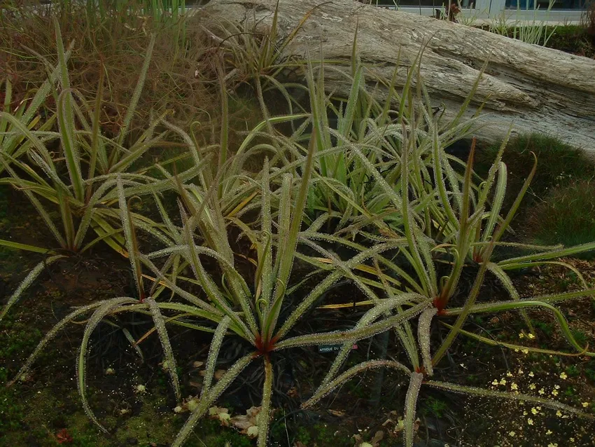 drosera regia plant showing characteristic features