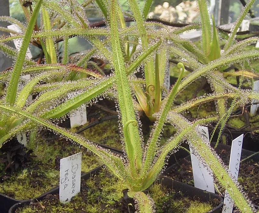 drosera regia plant showing characteristic features