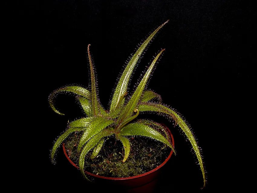drosera regia plant showing characteristic features