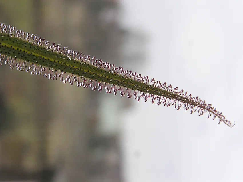 drosera regia plant showing characteristic features