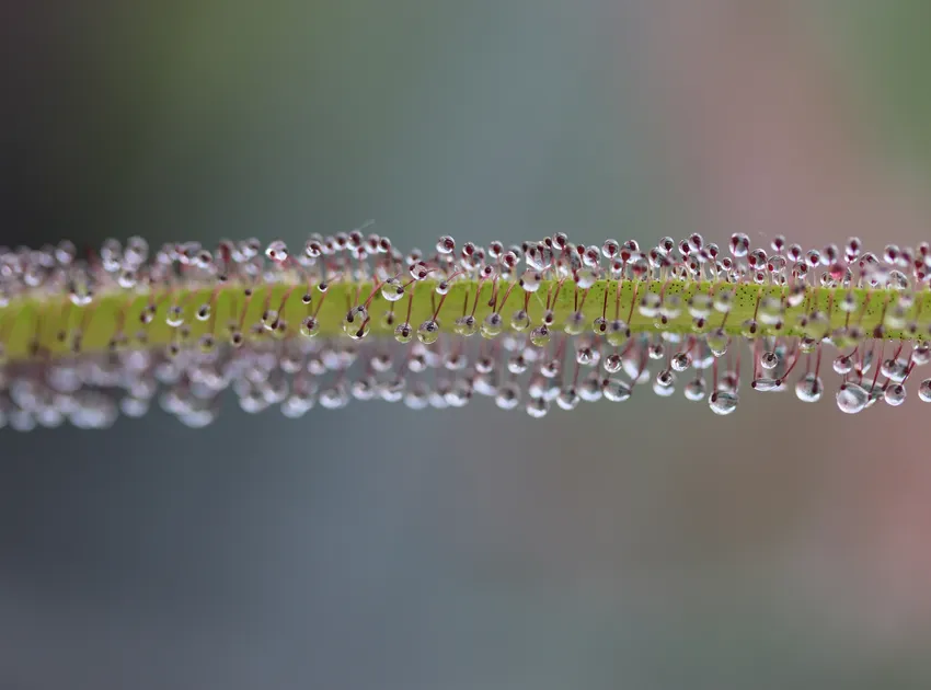 drosera regia plant showing characteristic features
