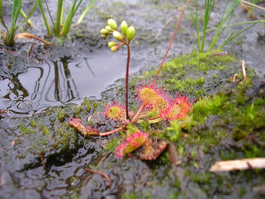 drosera rotundifolia plant showing characteristic features
