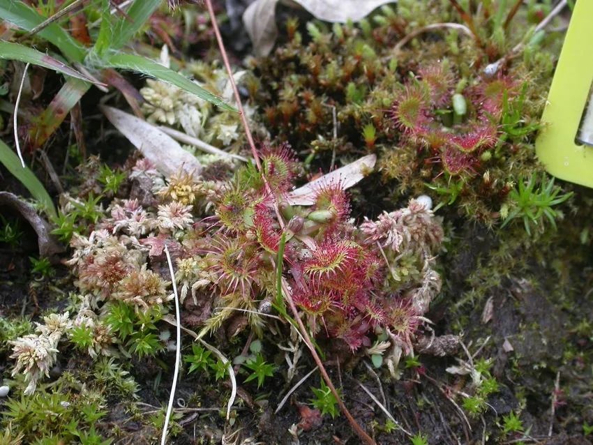 drosera rotundifolia plant showing characteristic features