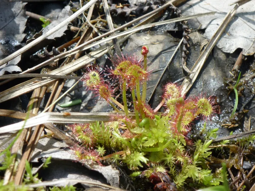 drosera rotundifolia plant showing characteristic features