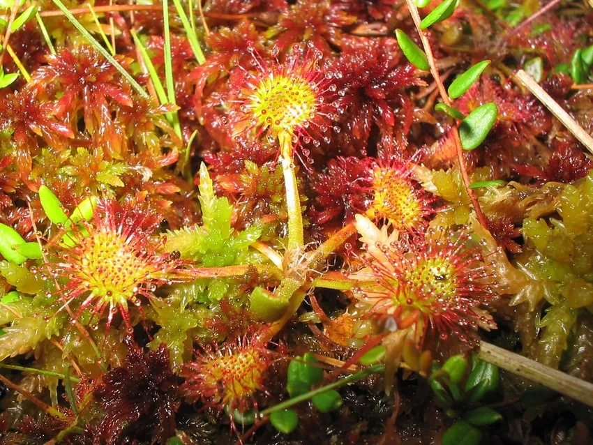 drosera rotundifolia plant showing characteristic features