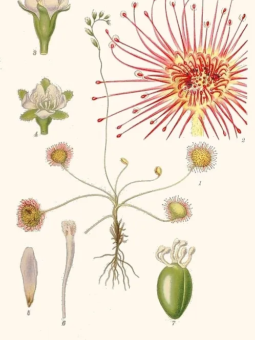 drosera rotundifolia plant showing characteristic features