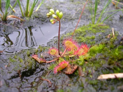thumbnail drosera rotundifolia