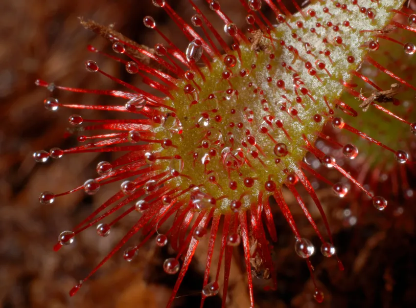 drosera spatulata plant showing characteristic features