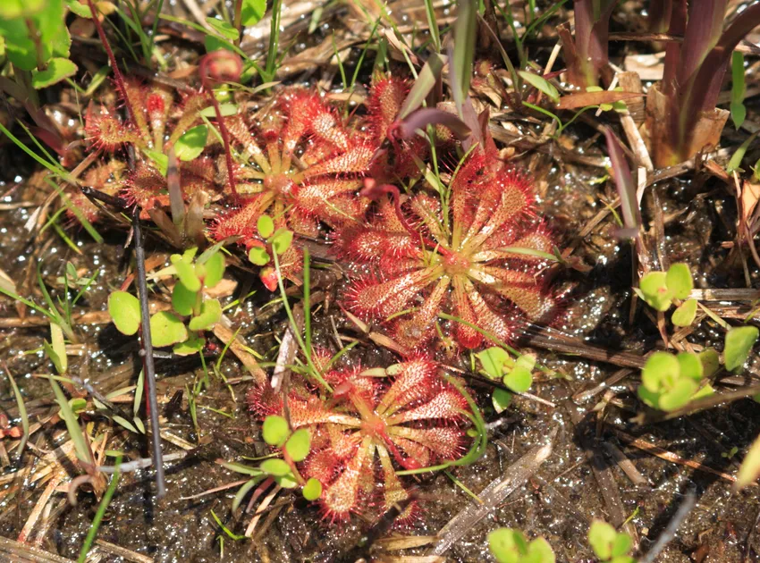 drosera spatulata plant showing characteristic features