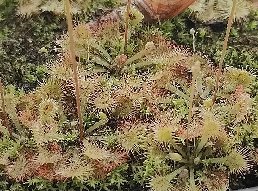 drosera spatulata plant showing characteristic features