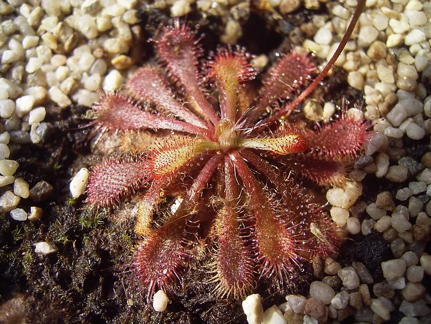 drosera spatulata plant showing characteristic features