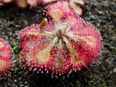 thumbnail drosera spatulata