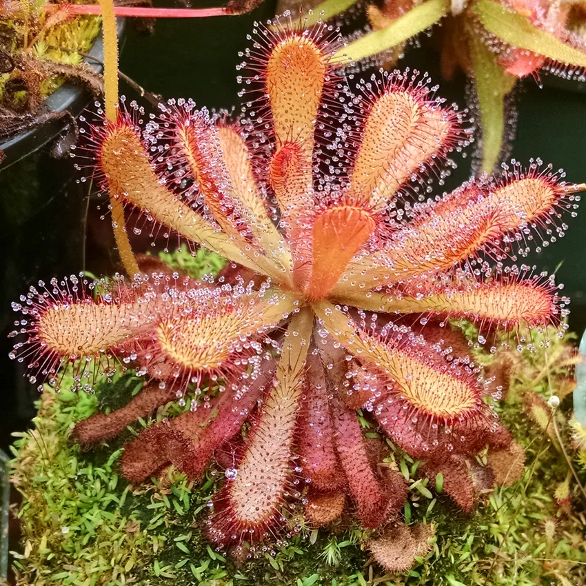 drosera venusta plant showing characteristic features