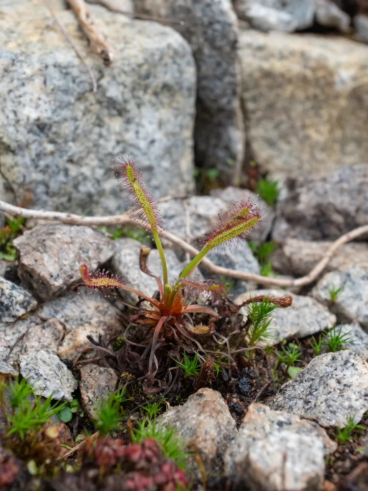 drosera venusta plant showing characteristic features