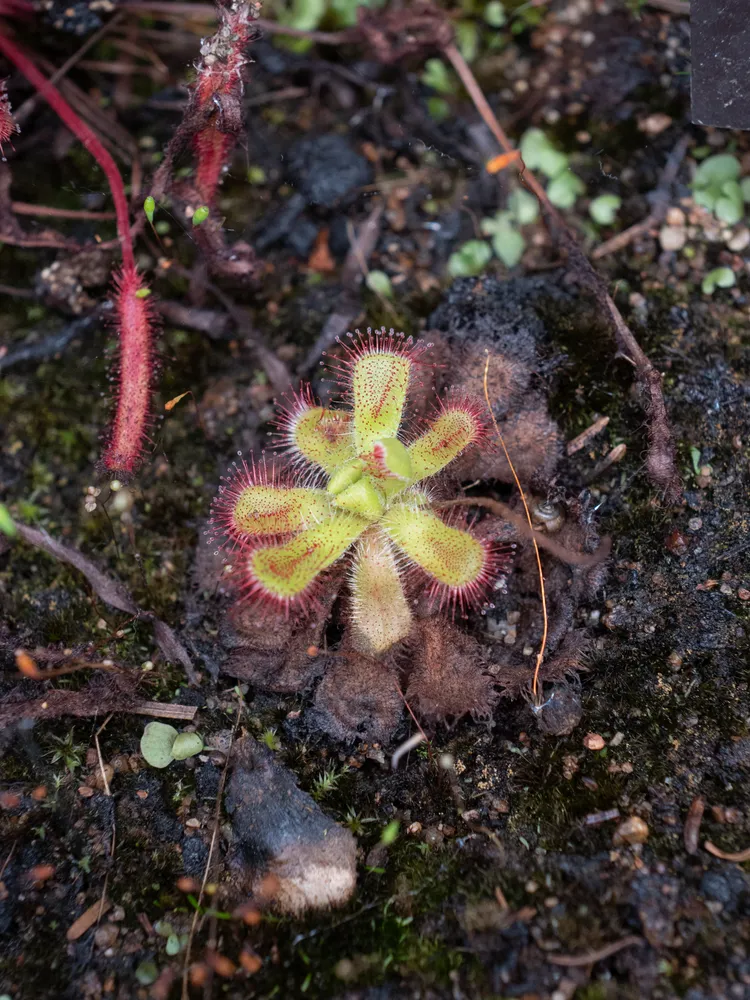 drosera venusta plant showing characteristic features