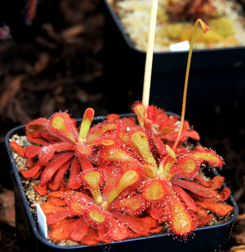 drosera venusta plant showing characteristic features