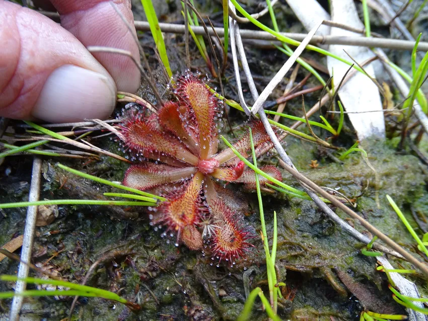 drosera venusta plant showing characteristic features