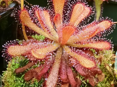 thumbnail drosera venusta