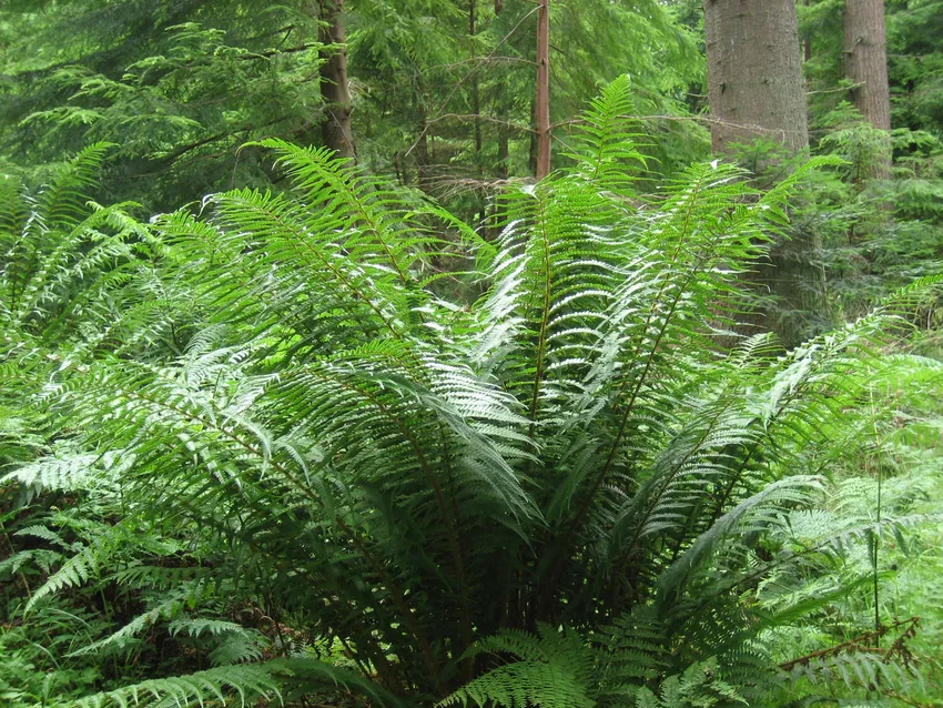 dryopteris affinis plant showing characteristic features