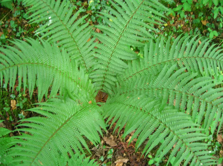 dryopteris affinis plant showing characteristic features