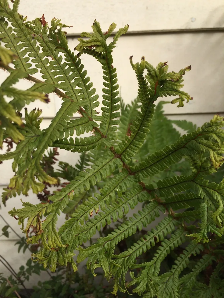 dryopteris affinis plant showing characteristic features