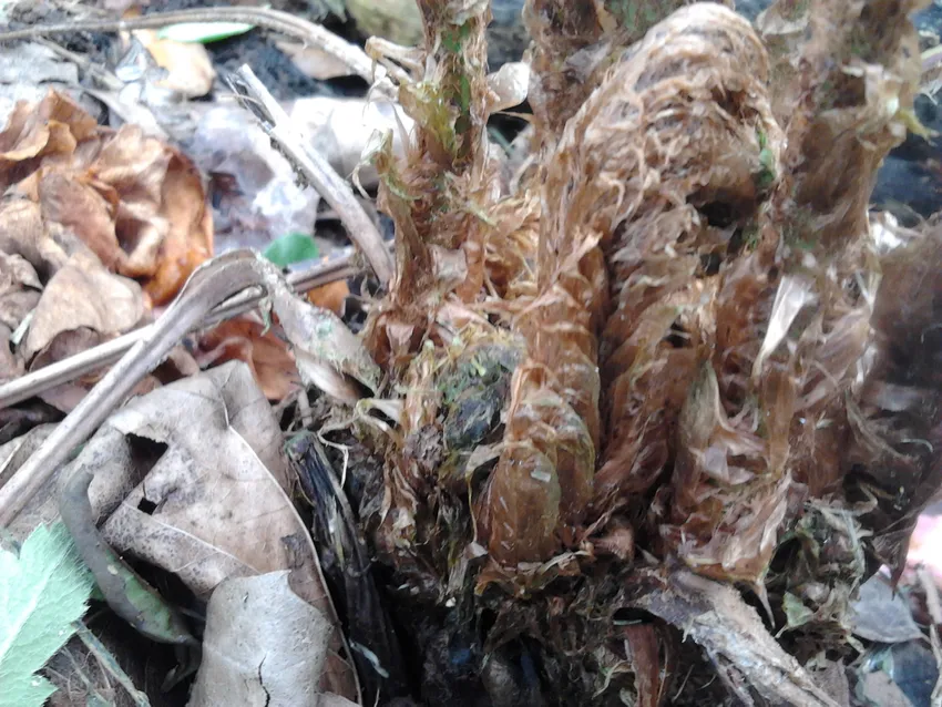 dryopteris affinis plant showing characteristic features