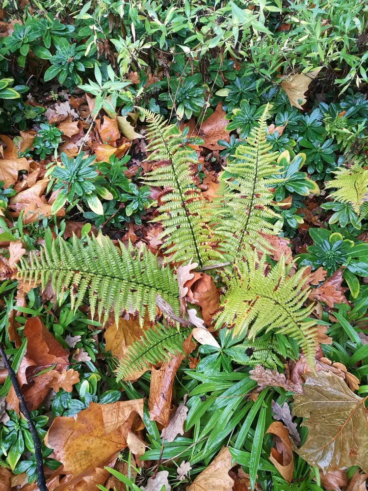 dryopteris affinis plant showing characteristic features